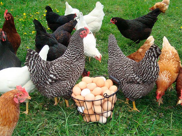Содержание кур и уход за ними | ЗооТом - продажа, вязка и услуги для животных в Каспийске