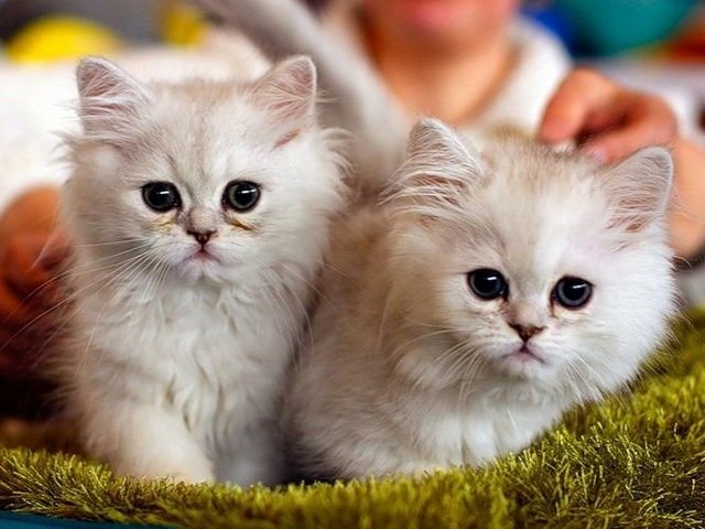 Породы кошек в Каспийске | ЗооТом портал о животных