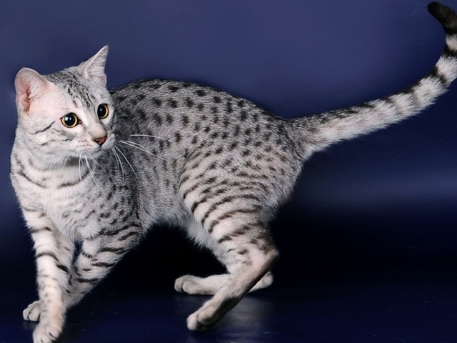 Породы кошек в Каспийске | ЗооТом портал о животных