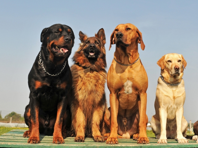 Крупные породы собак в Каспийске | ЗооТом портал о животных