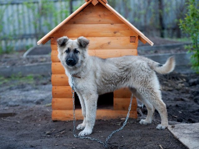Все о собаках в Каспийске Все о собаках в Каспийске